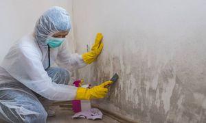 MOLD REMEDIATION & REMOVAL