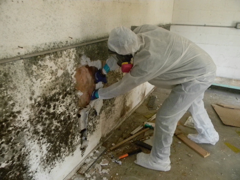 mold remediation Vancouver