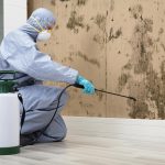 mold remediation removal